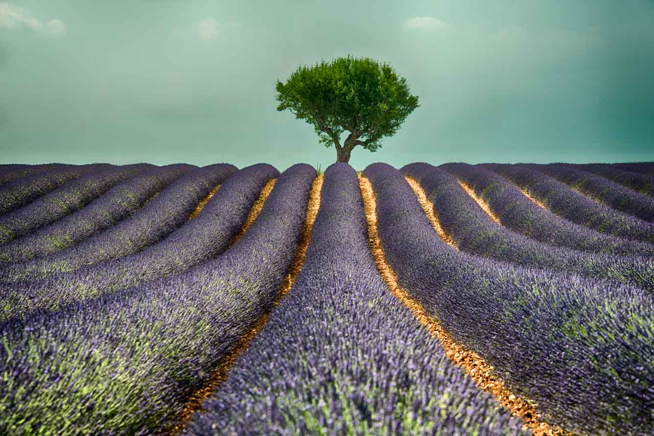 Fotoreise Tipp: Lavendelblüte -Provence - Fototipps